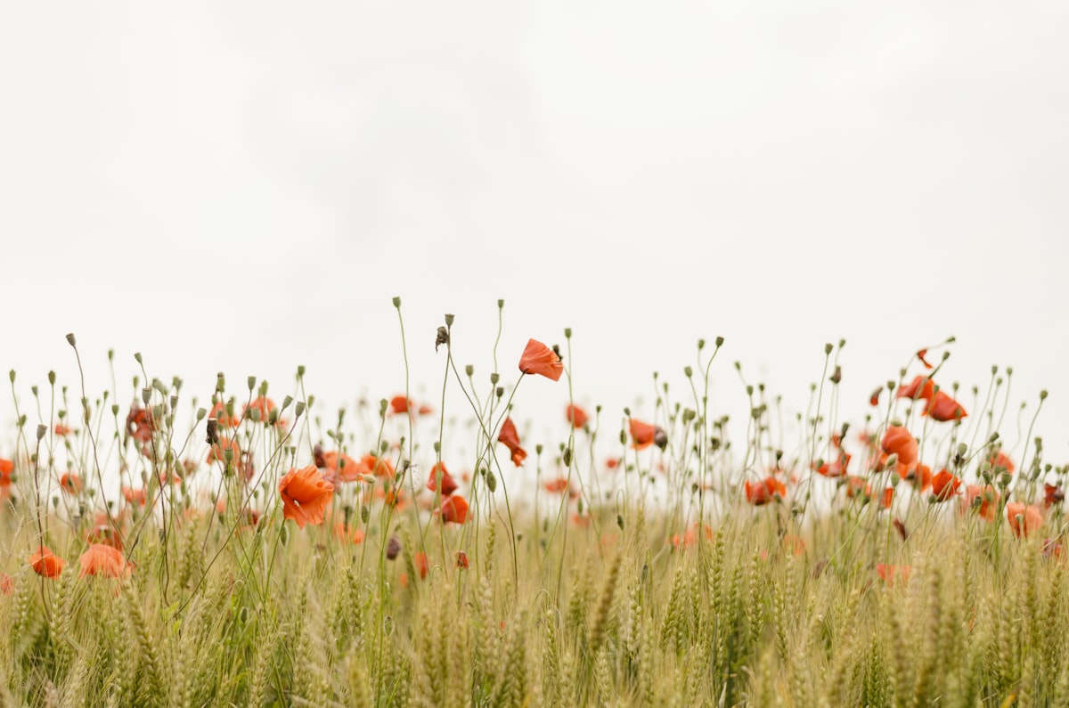 Bienenfreundliche Beete